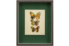 Lot 785