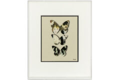 Lot 595
